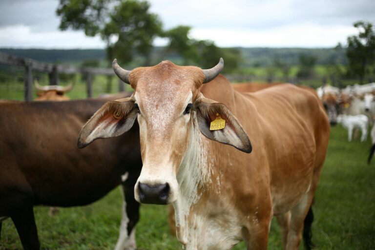 A brown cow with a tag stands in a green pasture surrounded by other cattle.