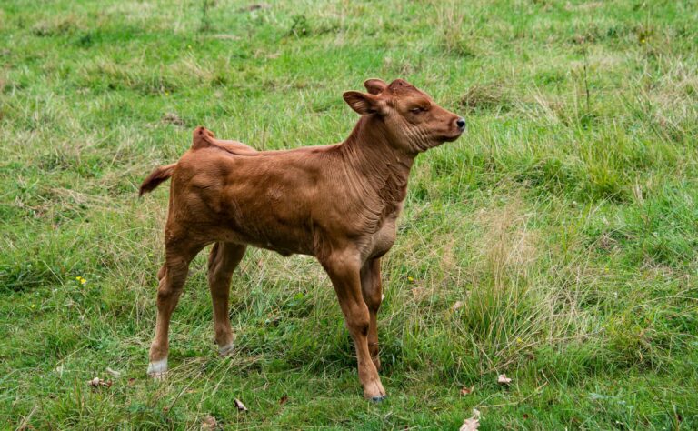 A cute young brown calf standing in a lush green field, enjoying a sunny summer day outdoors.