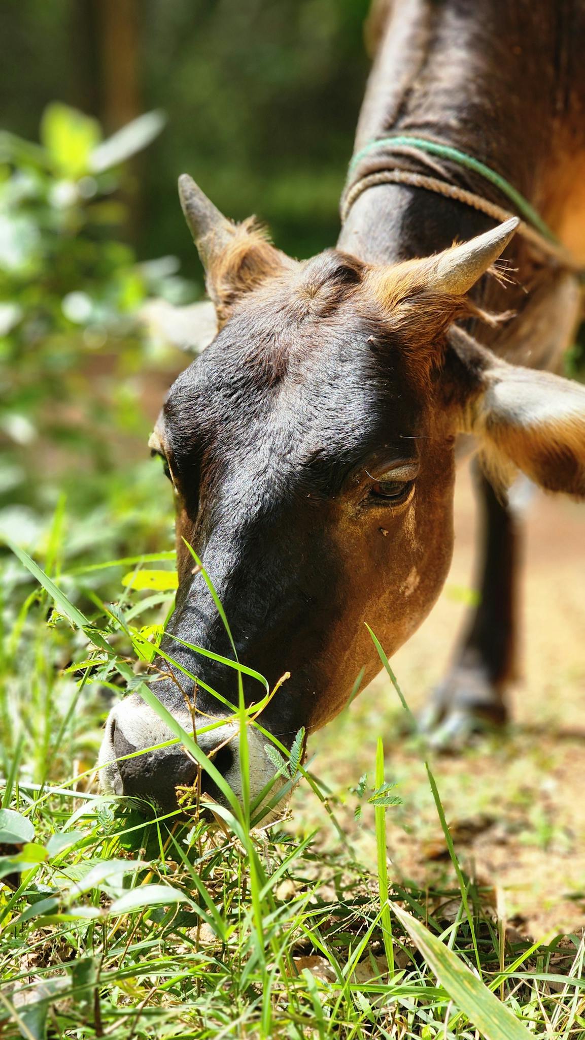 Cow 2024 02 28