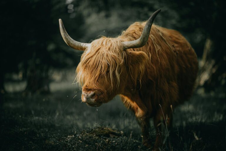 Highland cattle with impressive horns grazing outdoors. Perfect for nature and animal photography enthusiasts.