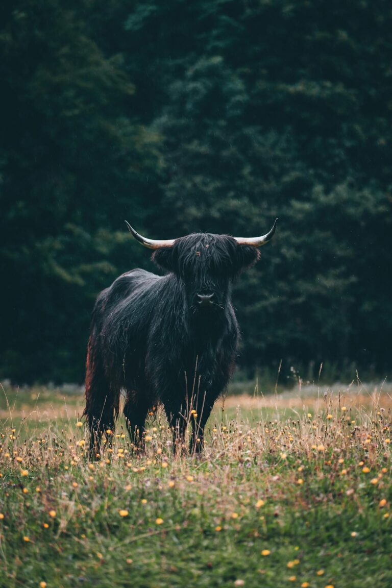 Highland cow with long horns standing in a lush, picturesque field, surrounded by nature.